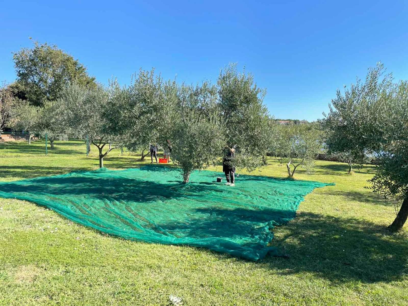 Beach House Ive With Jacuzzi, Pool, Playground And Bbq In An Olive Grove With A Beach, Pomer - Istria ภายนอก รูปภาพ